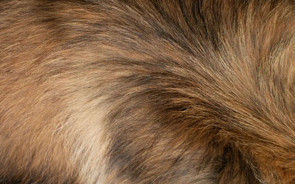 Fellpflege beim Hund