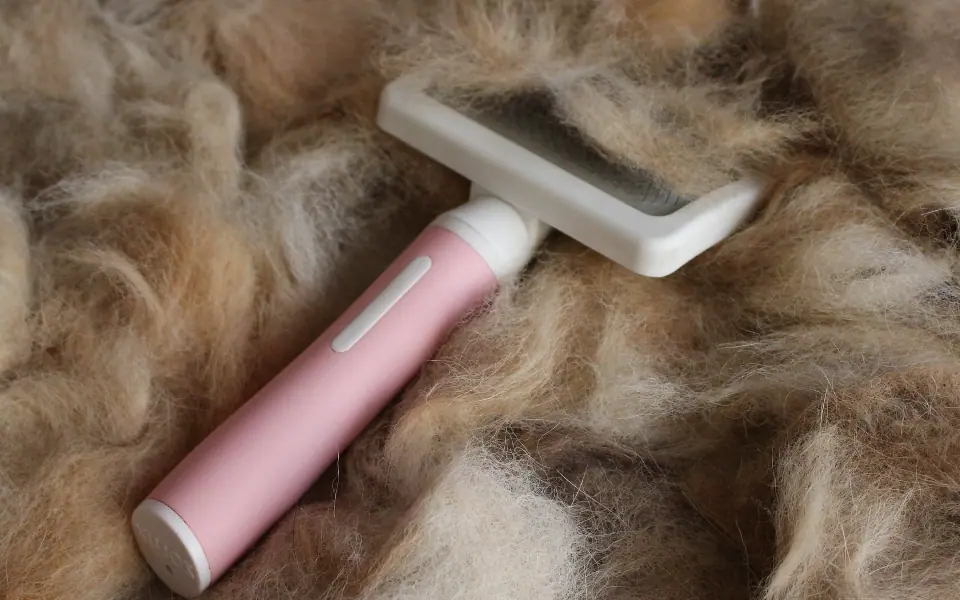 Fellwechsel beim Hund