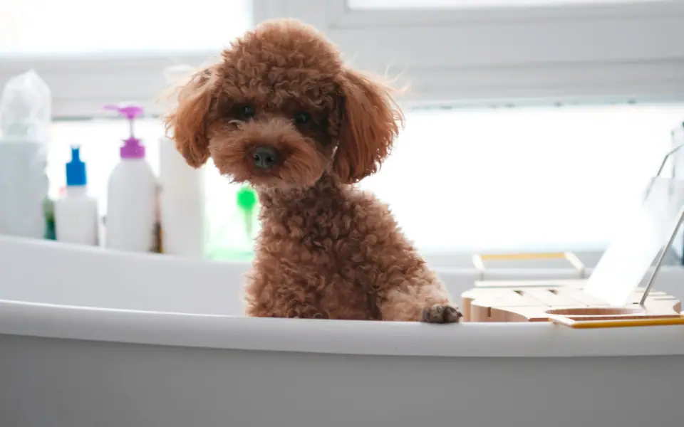 Hundeshampoo auswählen