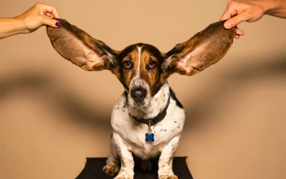 Beste Produkte für Ohrenpflege