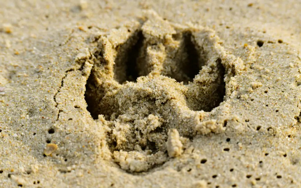 Pfotenpflege Übersicht