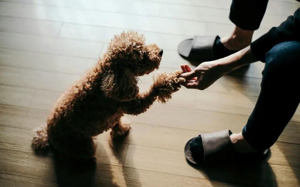 Pfotenpflege beim Hund