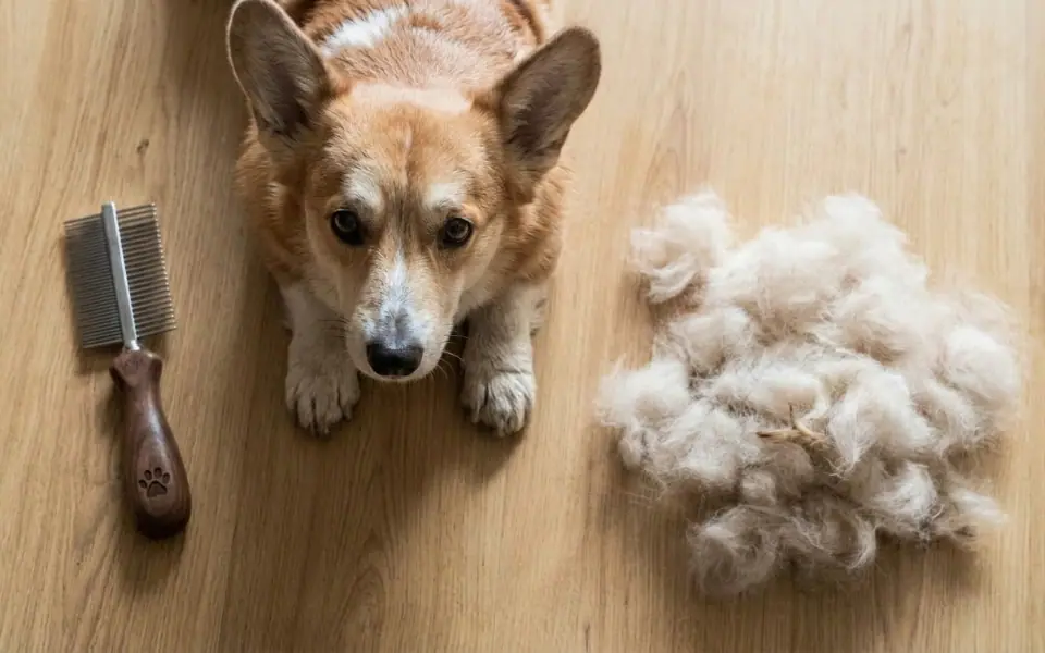 Bestes Shampoo im Fellwechsel