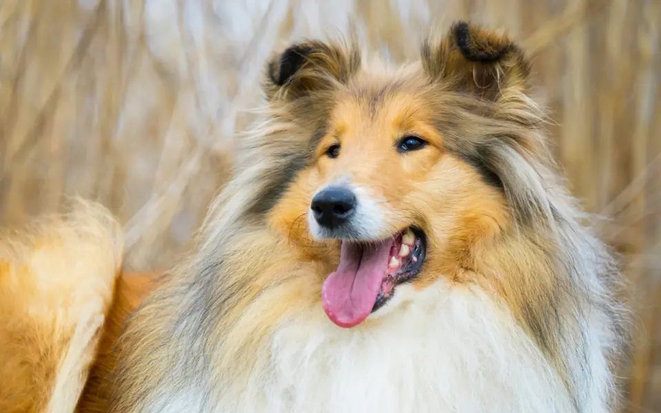 Bestes Shampoo für langes Fell