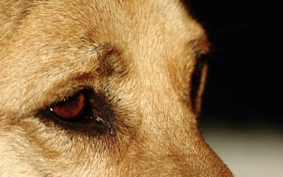 Beste Produkte gegen Tränenflecken