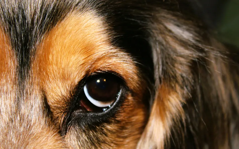 Tränenflecken beim Hund