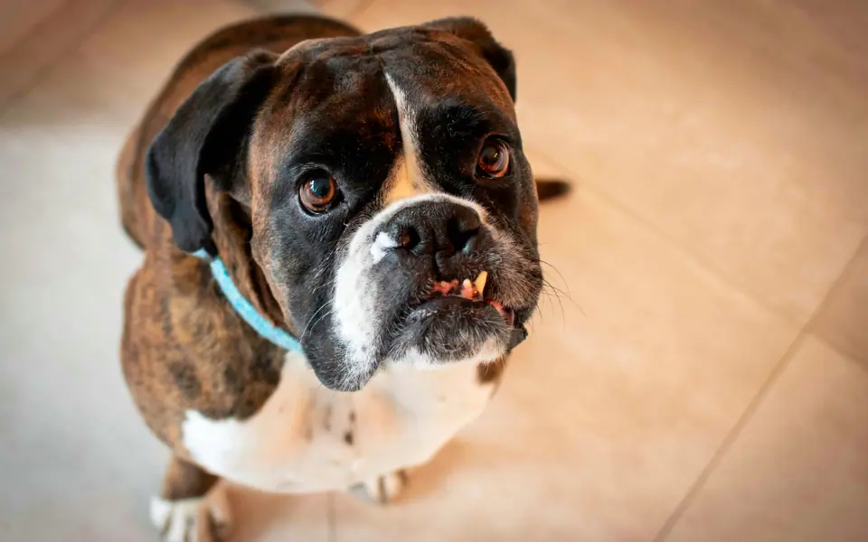 Zahnpflege beim Hund